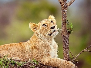 Lioness, small