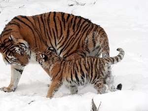 little doggies, snow, tigress