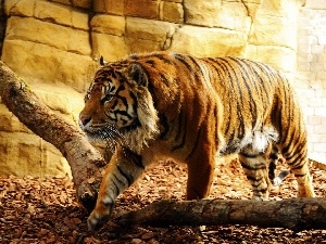 Logs, tiger