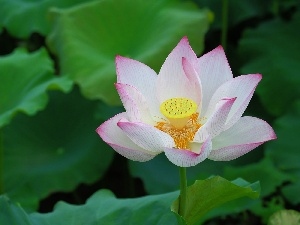 lotus, Leaf, Colourfull Flowers