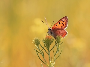 Lycaena, Colourfull Flowers, butterfly