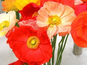 Colorful, Mac, bouquet