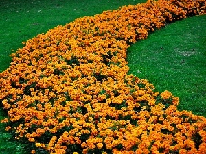 grass, marigold was
