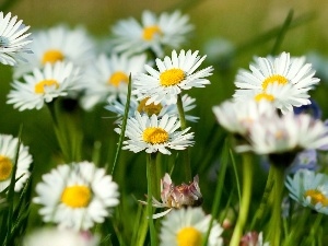 Meadow, daisies