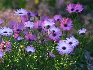 Arktotis, Meadow, purple, flowers