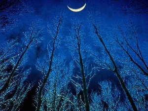 moon, viewes, Night, trees
