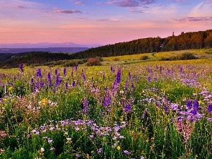 Mountains, Flowers, Meadow, woods, color