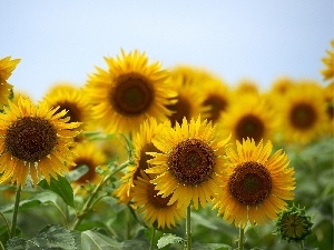 ornamental, Nice sunflowers