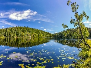 forest, Norway, lake
