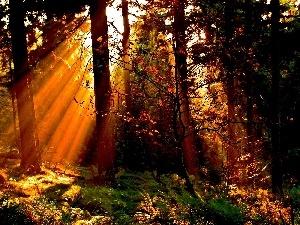 rays of the Sun, forest, trees, autumn, viewes