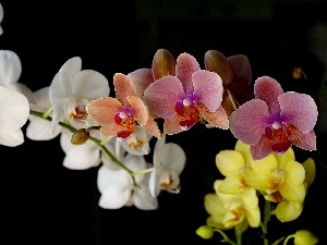 orchid, Coloured