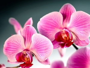 orchid, Colourfull Flowers, orchid