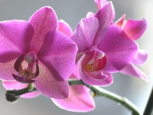 orchid, twig