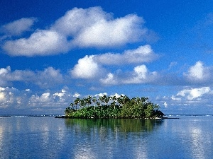 Palms, Island