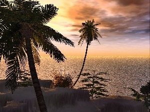 Palms, Ocean, west, tropic, sun