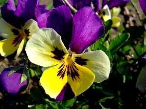pansy, color