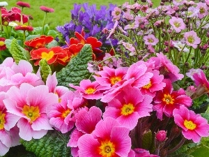 Park, Flowers, flowerbed, primrose, color