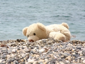 pebbles, Plush, White, water, teddy bear