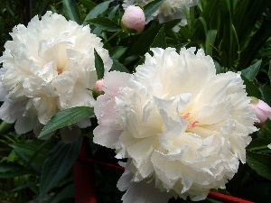 White, Peonies, Flowers