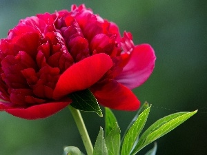 peony, Colourfull Flowers, red hot