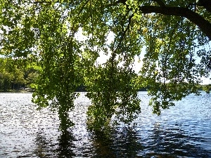 branch pics, lake