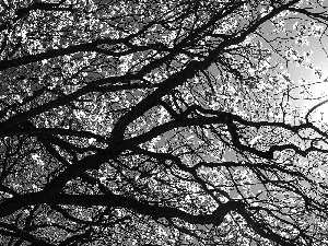branch pics, trees