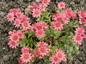 Flowers, Pink, Sempervivum