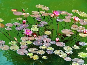 water, Pink, lilies