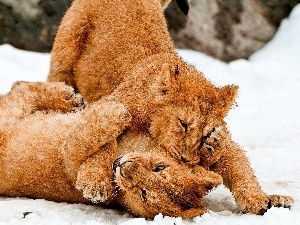 play, lions, Two cars, snow, young
