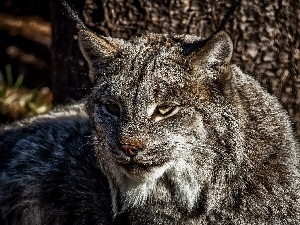 portrait, Lynx