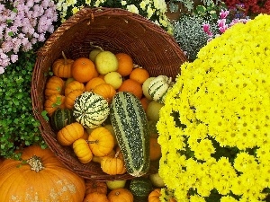 pumpkin, Chrysanthemums, Autumn, Flowers