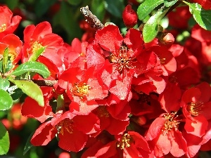 quince, Blossoming, Red, Flowers