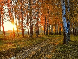 autumn, rays, River, forest, sun, birch, Leaf