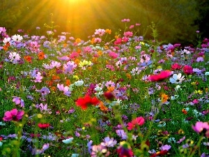 rays, Cosmos, Meadow, sun, Flowers