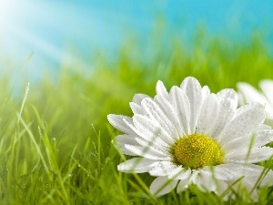 rays, grass, White, sun, Flower