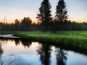 reflection, River, forest, Meadow