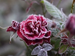 rose, frosted