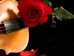 rose, red hot, instrument, musical