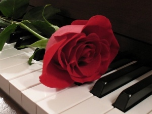 rose, Piano, red hot