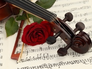 rose, Tunes, violin, bow