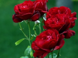 roses, Red