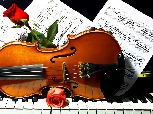 roses, Tunes, violin, Piano