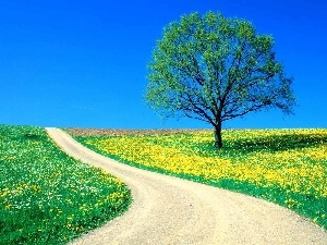 sapling, lonely, Spring, Path