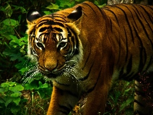 scrub, tiger