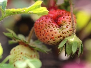Strawberry, seeds, Ripened
