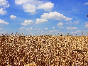 Sky, blue, corn, clouds, Field