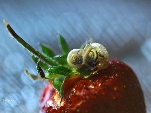 Snails, Strawberry, Two cars