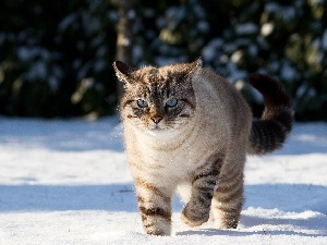 cat, snow, Gray
