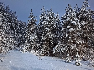 snow, Spruces, trees, winter, viewes