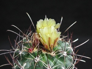 Spikes, Flowers, Cactus, Yellow